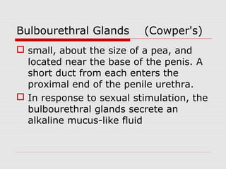 Bulbourethral Glands (Cowper's)
 small, about the size of a pea, and
located near the base of the penis. A
short duct from each enters the
proximal end of the penile urethra.
 In response to sexual stimulation, the
bulbourethral glands secrete an
alkaline mucus-like fluid
 
