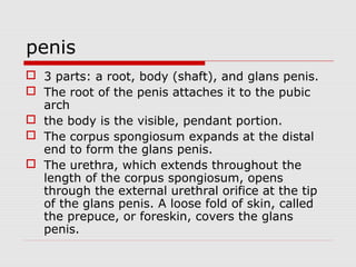 penis
 3 parts: a root, body (shaft), and glans penis.
 The root of the penis attaches it to the pubic
arch
 the body is the visible, pendant portion.
 The corpus spongiosum expands at the distal
end to form the glans penis.
 The urethra, which extends throughout the
length of the corpus spongiosum, opens
through the external urethral orifice at the tip
of the glans penis. A loose fold of skin, called
the prepuce, or foreskin, covers the glans
penis.
 
