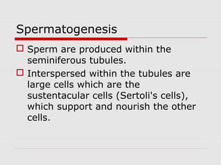 Spermatogenesis
 Sperm are produced within the
seminiferous tubules.
 Interspersed within the tubules are
large cells which are the
sustentacular cells (Sertoli's cells),
which support and nourish the other
cells.
 