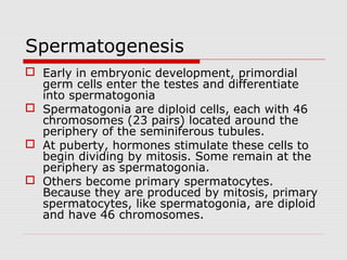 Spermatogenesis
 Early in embryonic development, primordial
germ cells enter the testes and differentiate
into spermatogonia
 Spermatogonia are diploid cells, each with 46
chromosomes (23 pairs) located around the
periphery of the seminiferous tubules.
 At puberty, hormones stimulate these cells to
begin dividing by mitosis. Some remain at the
periphery as spermatogonia.
 Others become primary spermatocytes.
Because they are produced by mitosis, primary
spermatocytes, like spermatogonia, are diploid
and have 46 chromosomes.
 