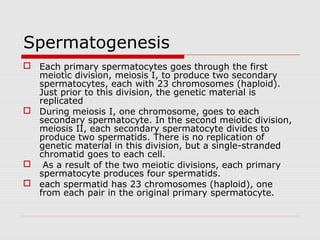 Spermatogenesis
 Each primary spermatocytes goes through the first
meiotic division, meiosis I, to produce two secondary
spermatocytes, each with 23 chromosomes (haploid).
Just prior to this division, the genetic material is
replicated
 During meiosis I, one chromosome, goes to each
secondary spermatocyte. In the second meiotic division,
meiosis II, each secondary spermatocyte divides to
produce two spermatids. There is no replication of
genetic material in this division, but a single-stranded
chromatid goes to each cell.
 As a result of the two meiotic divisions, each primary
spermatocyte produces four spermatids.
 each spermatid has 23 chromosomes (haploid), one
from each pair in the original primary spermatocyte.
 