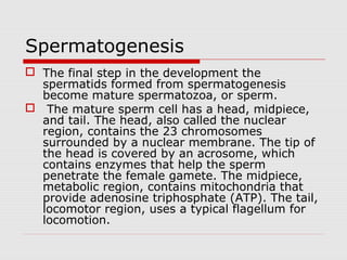 Spermatogenesis
 The final step in the development the
spermatids formed from spermatogenesis
become mature spermatozoa, or sperm.
 The mature sperm cell has a head, midpiece,
and tail. The head, also called the nuclear
region, contains the 23 chromosomes
surrounded by a nuclear membrane. The tip of
the head is covered by an acrosome, which
contains enzymes that help the sperm
penetrate the female gamete. The midpiece,
metabolic region, contains mitochondria that
provide adenosine triphosphate (ATP). The tail,
locomotor region, uses a typical flagellum for
locomotion.
 