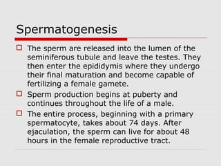 Spermatogenesis
 The sperm are released into the lumen of the
seminiferous tubule and leave the testes. They
then enter the epididymis where they undergo
their final maturation and become capable of
fertilizing a female gamete.
 Sperm production begins at puberty and
continues throughout the life of a male.
 The entire process, beginning with a primary
spermatocyte, takes about 74 days. After
ejaculation, the sperm can live for about 48
hours in the female reproductive tract.
 