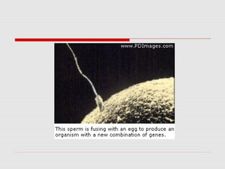 Reproductive system in Male 