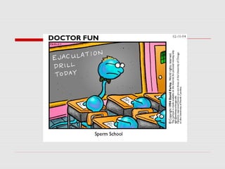 Reproductive system in Male 