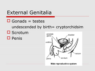 External Genitalia
 Gonads = testes
undescended by birth= cryptorchidsim
 Scrotum
 Penis
 