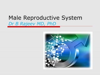 Male Reproductive System
Dr B Rajeev MD, PhD
 