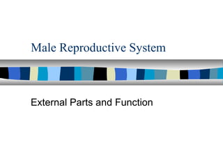 Male Reproductive System
External Parts and Function
 