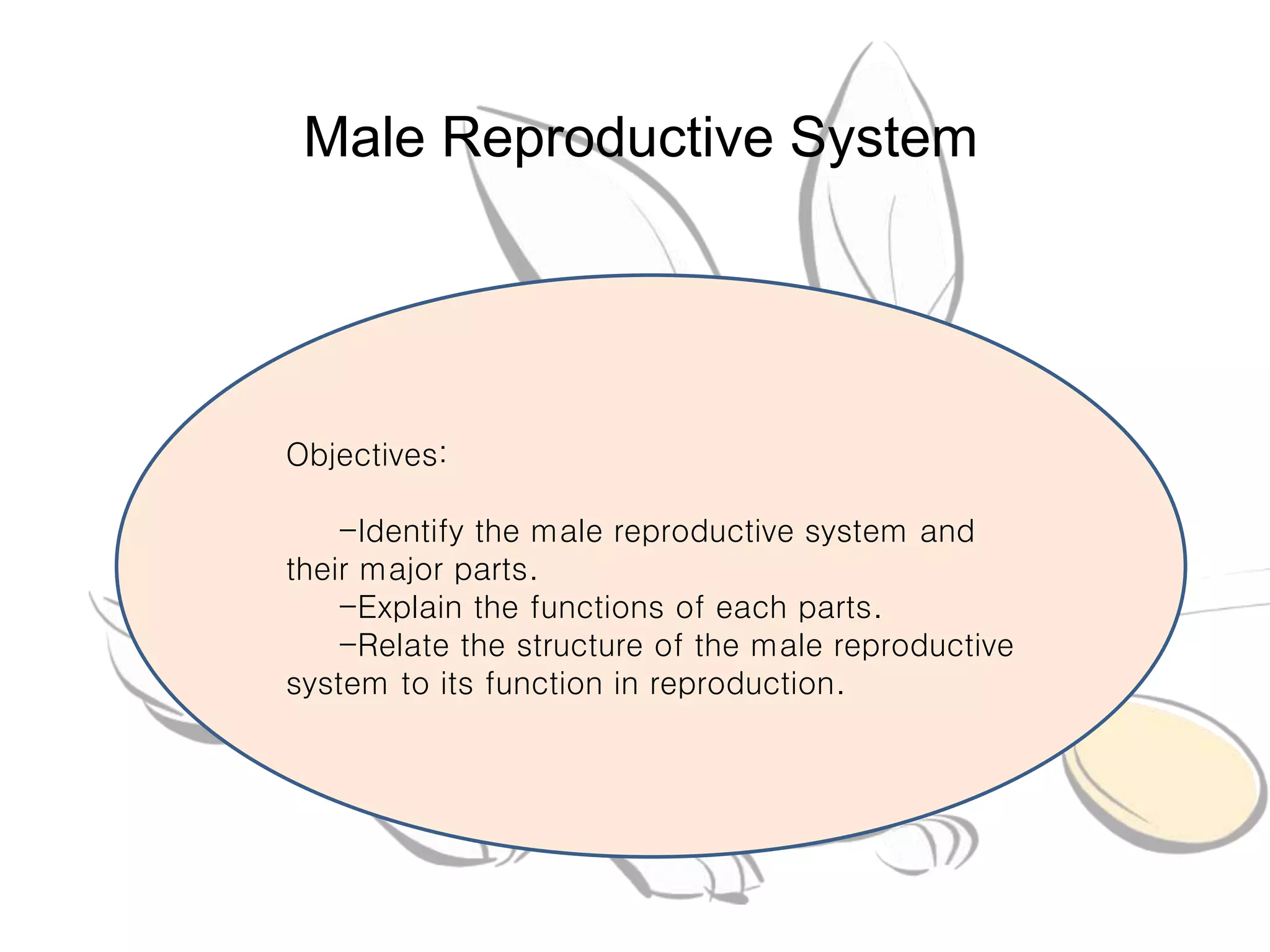 Male reproductive system | PPT