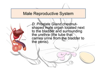 Male reproductive system | PPTX