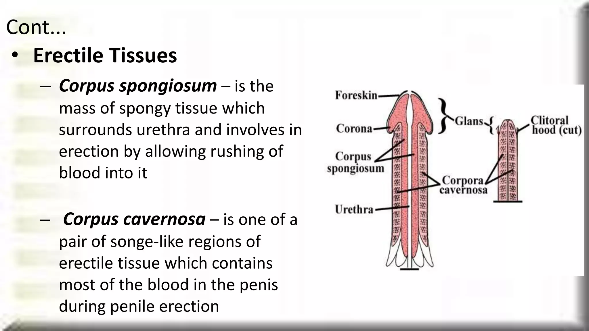 Male reproductive system | PPTX