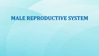 MALE REPRODUCTIVE SYSTEM
 