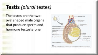 Male reproductive system | PPTX