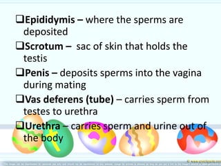 Epididymis – where the sperms are
deposited
Scrotum – sac of skin that holds the
testis
Penis – deposits sperms into the vagina
during mating
Vas deferens (tube) – carries sperm from
testes to urethra
Urethra – carries sperm and urine out of
the body
 