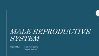 MALE REPRODUCTIVE
SYSTEM
Prepared By: Cruz, John Dale L.
Tungol, Neliza L.
 