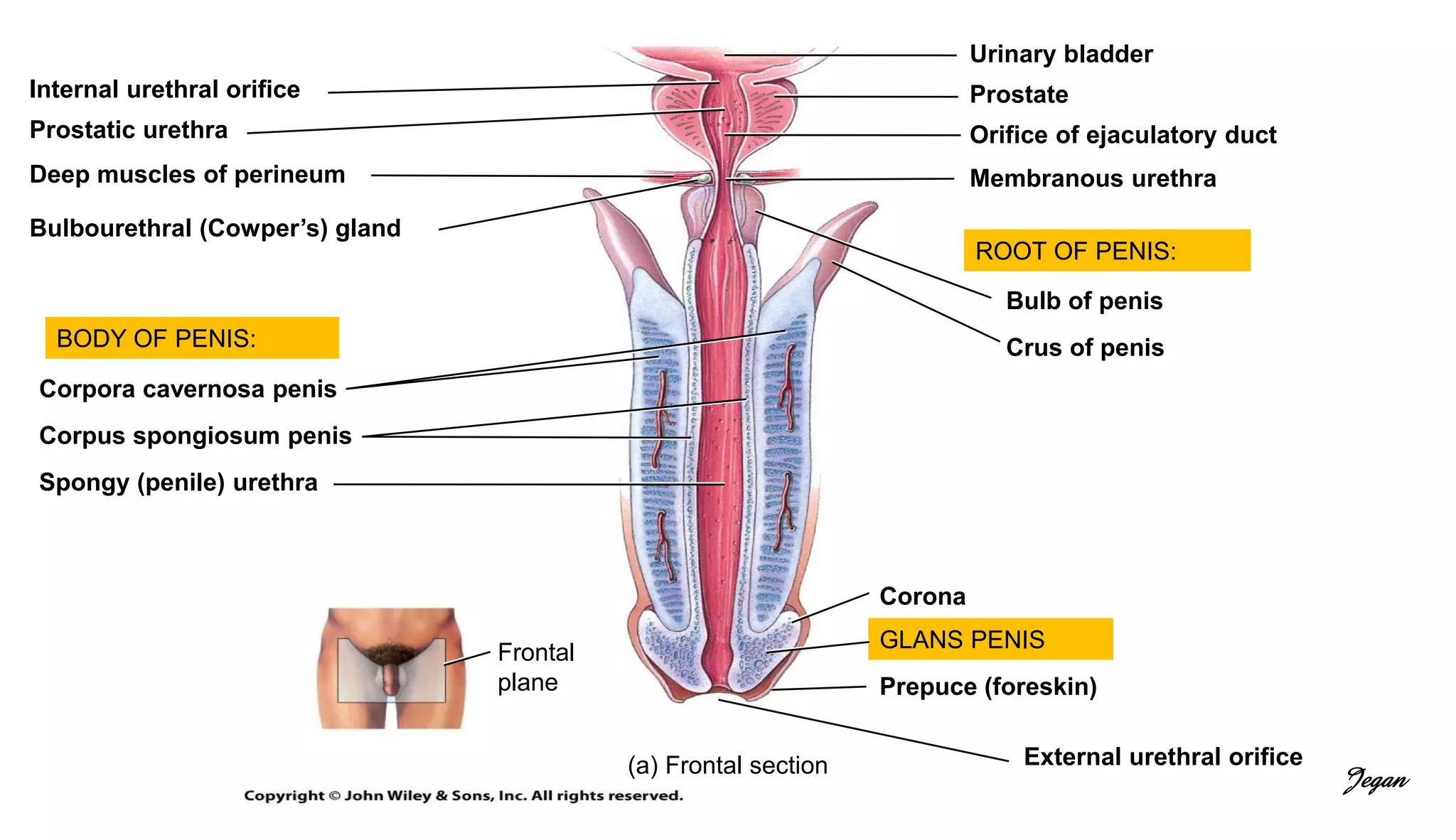 Male reproductive system | PDF