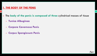 1. THE BODY OF THE PENIS
 The body of the penis is composed of three cylindrical masses of tissue
 Tunica Albuginea
 Corpora Cavernosa Penis
 Corpus Spongiosum Penis
Jegan
 