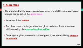 2. GLAN PENIS
 The distal end of the corpus spongiosum penis is a slightly enlarged, acorn-
shaped region called the glans penis
 Its margin is the corona
 The distal urethra enlarges within the glans penis and forms a terminal
slitlike opening, the external urethral orifice.
 Covering the glans in an uncircumcised penis is the loosely fitting prepuce
or foreskin.
Jegan
 