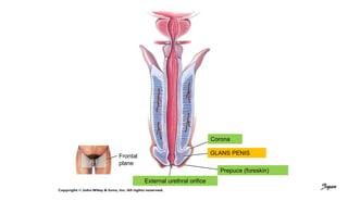 (a) Frontal sectionExternal urethral orifice
Frontal
plane
Corona
GLANS PENIS
Prepuce (foreskin)
Jegan
 