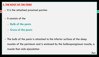 3. THE ROOT OF THE PENIS
 It is the attached proximal portion
 It consists of the
 Bulb of the penis
 Crura of the penis
 The bulb of the penis is attached to the inferior surface of the deep
muscles of the perineum and is enclosed by the bulbospongiosum muscle, a
muscle that aids ejaculation
Jegan
 
