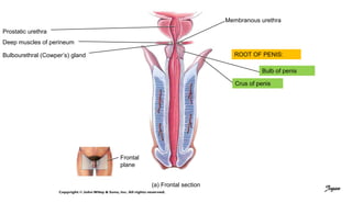 (a) Frontal section
Prostatic urethra
Bulbourethral (Cowper’s) gland
Deep muscles of perineum
Membranous urethra
ROOT OF PENIS:
Bulb of penis
Crus of penis
Frontal
plane
Jegan
 