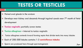 TESTES OR TESTICLES
 Paired oval glands in the scrotum
 Develops near kidney and descends through inguinal canals near 7th month of fetal
development
 Tunica vaginalis partially covers testes
 Tunica albuginea – internal to tunica vaginalis
 Tunica albuginea extends inward forming septa that divide testis into many lobules
 Each of 200-300 lobules contains 1-3 seminiferous tubules
 Sperm are produced here through spermatogenesis Jegan
 