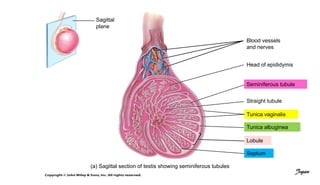 (a) Sagittal section of testis showing seminiferous tubules
Blood vessels
and nerves
Head of epididymis
Seminiferous tubule
Straight tubule
Tunica vaginalis
Tunica albuginea
Lobule
Septum
Sagittal
plane
Jegan
 