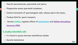  Nourish spermatocytes, spermatids and sperm,
 Phagocytize excess spermatid cytoplasm,
 Control movements of spermatogenic cells, release sperm into lumen,
 Produce fluid for sperm transport,
 Secrete inhibin, regulate effects of testosterone and follicle-stimulating
hormone (FSH)
3. Leydig (interstitial) cells
 It is found in spaces between seminiferous tubules
 Secrete testosterone
Jegan
 