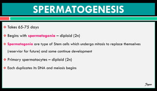 SPERMATOGENESIS
 Takes 65-75 days
 Begins with spermatogonia – diploid (2n)
 Spermatogonia are type of Stem cells which undergo mitosis to replace themselves
(reservior for future) and some continue development
 Primary spermatocytes – diploid (2n)
 Each duplicates its DNA and meiosis begins
Jegan
 