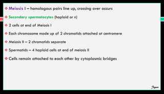  Meiosis I – homologous pairs line up, crossing over occurs
 Secondary spermatocytes (haploid or n)
 2 cells at end of Meiosis I
 Each chromosome made up of 2 chromatids attached at centromere
 Meiosis II – 2 chromatids separate
 Spermatids – 4 haploid cells at end of meiosis II
 Cells remain attached to each other by cytoplasmic bridges
Jegan
 