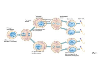 Spermatids Sperm cells
Secondary
spermatocyte
Second meiotic
division
First meiotic
division
(23 chromosomes, each
with 2 chromatids)
Paired homologous
chromosomes
(46 chromosomes,
each with 2 chromatids)
(23 chromosomes, each
with 2 chromatids) (23 chromosomes,
each chromatid now an
independent chromosome)
Primary
spermatocyte
Jegan
 