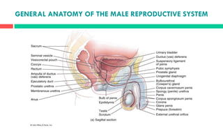 GENERAL ANATOMY OF THE MALE REPRODUCTIVE SYSTEM
 