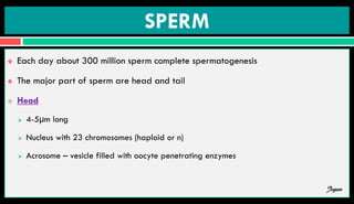 SPERM
 Each day about 300 million sperm complete spermatogenesis
 The major part of sperm are head and tail
 Head
 4-5µm long
 Nucleus with 23 chromosomes (haploid or n)
 Acrosome – vesicle filled with oocyte penetrating enzymes
Jegan
 