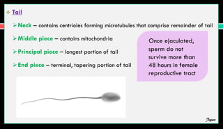 Tail
Neck – contains centrioles forming microtubules that comprise remainder of tail
Middle piece – contains mitochondria
Principal piece – longest portion of tail
End piece – terminal, tapering portion of tail
Once ejaculated,
sperm do not
survive more than
48 hours in female
reproductive tract
Jegan
 