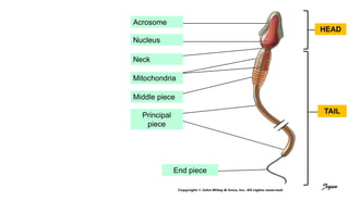 HEAD
TAIL
Acrosome
Nucleus
Neck
Mitochondria
Middle piece
Principal
piece
End piece
Jegan
 