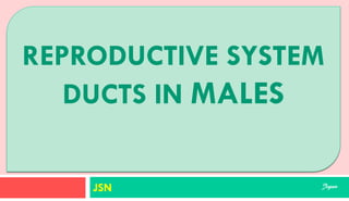 SUPORTING STRUCTURES
JSN
REPRODUCTIVE SYSTEM
DUCTS IN MALES
Jegan
 