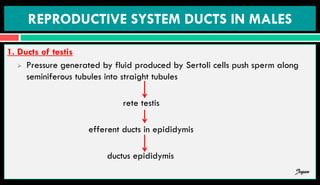 REPRODUCTIVE SYSTEM DUCTS IN MALES
1. Ducts of testis
 Pressure generated by fluid produced by Sertoli cells push sperm along
seminiferous tubules into straight tubules
rete testis
efferent ducts in epididymis
ductus epididymis
Jegan
 