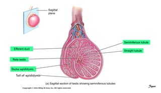 (a) Sagittal section of testis showing seminiferous tubules
Seminiferous tubule
Straight tubule
Sagittal
plane
Efferent duct
Rete testis
Tail of epididymis
Ductus epididymis
Jegan
 