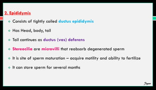 2. Epididymis
 Consists of tightly coiled ductus epididymis
 Has Head, body, tail
 Tail continues as ductus (vas) deferens
 Stereocilia are microvilli that reabsorb degenerated sperm
 It is site of sperm maturation – acquire motility and ability to fertilize
 It can store sperm for several months
Jegan
 