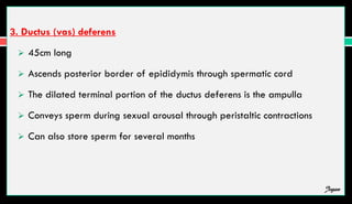 3. Ductus (vas) deferens
 45cm long
 Ascends posterior border of epididymis through spermatic cord
 The dilated terminal portion of the ductus deferens is the ampulla
 Conveys sperm during sexual arousal through peristaltic contractions
 Can also store sperm for several months
Jegan
 