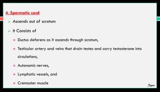 4. Spermatic cord
 Ascends out of scrotum
 It Consists of
 Ductus deferens as it ascends through scrotum,
 Testicular artery and veins that drain testes and carry testosterone into
circulations,
 Autonomic nerves,
 Lymphatic vessels, and
 Cremaster muscle Jegan
 