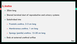 5. Urethra
 20cm long
 Shared terminal duct of reproductive and urinary systems
 Subdivided into
 Prostatic urethra. 2-3 cm long
 Membranous urethra. 1 cm long
 Spongy (penile) urethra. 15-20 cm long
 Ends at external urethral orifice
Jegan
 