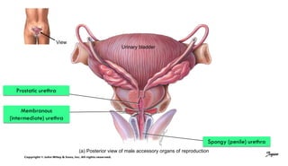 View
Urinary bladder
Spongy (penile) urethra
(a) Posterior view of male accessory organs of reproduction
Prostatic urethra
Membranous
(intermediate) urethra
Jegan
 