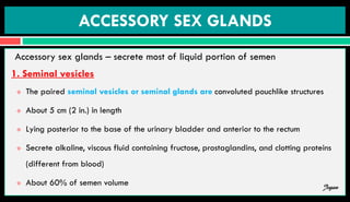 ACCESSORY SEX GLANDS
Accessory sex glands – secrete most of liquid portion of semen
1. Seminal vesicles
 The paired seminal vesicles or seminal glands are convoluted pouchlike structures
 About 5 cm (2 in.) in length
 Lying posterior to the base of the urinary bladder and anterior to the rectum
 Secrete alkaline, viscous fluid containing fructose, prostaglandins, and clotting proteins
(different from blood)
 About 60% of semen volume Jegan
 