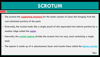 SCROTUM
 The scrotum the supporting structure for the testes consists of loose skin hanging from the
root (attached portion) of the penis
 Externally, the scrotum looks like a single pouch of skin separated into lateral portions by a
median ridge called the raphe
 Internally, the scrotal septum divides the scrotum into two sacs, each containing a single
testis
 The septum is made up of a subcutaneous layer and muscle tissue called the dartos muscle
Jegan
 