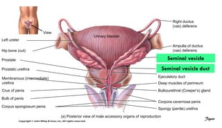 View
Left ureter
Urinary bladder
Hip bone (cut)
Prostate
Prostatic urethra
Membranous (intermediate)
urethra
Crus of penis
Bulb of penis
Corpus spongiosum penis
Right ductus
(vas) deferens
Ampulla of ductus
(vas) deferens
Seminal vesicle
Seminal vesicle duct
Ejaculatory duct
Deep muscles of perineum
Bulbourethral (Cowper’s) gland
Corpora cavernosa penis
Spongy (penile) urethra
(a) Posterior view of male accessory organs of reproduction
Jegan
 
