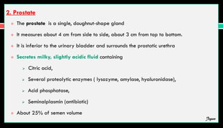 2. Prostate
 The prostate is a single, doughnut-shape gland
 It measures about 4 cm from side to side, about 3 cm from top to bottom.
 It is inferior to the urinary bladder and surrounds the prostatic urethra
 Secretes milky, slightly acidic fluid containing
 Citric acid,
 Several proteolytic enzymes ( lysozyme, amylase, hyaluronidase),
 Acid phosphatase,
 Seminalplasmin (antibiotic)
 About 25% of semen volume
Jegan
 