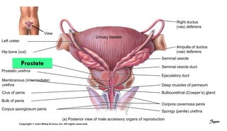 View
Left ureter
Urinary bladder
Hip bone (cut)
Prostatic urethra
Membranous (intermediate)
urethra
Crus of penis
Bulb of penis
Corpus spongiosum penis
Right ductus
(vas) deferens
Ampulla of ductus
(vas) deferens
Seminal vesicle
Seminal vesicle duct
Ejaculatory duct
Deep muscles of perineum
Bulbourethral (Cowper’s) gland
Corpora cavernosa penis
Spongy (penile) urethra
(a) Posterior view of male accessory organs of reproduction
Prostate
Jegan
 