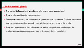 3. Bulbourethral glands
 The paired bulbourethral glands are also known as cowpers gland
 They are located inferior to the prostate
 During sexual arousal, the bulbourethral glands secrete an alkaline fluid into the urethra
that protects the passing sperm by neutralizing acids from urine in the urethra
 They also secrete mucus that lubricates the end of the penis and the lining of the
urethra, decreasing the number of sperm damaged during ejaculation
Jegan
 