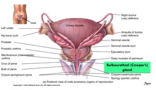 View
Left ureter
Urinary bladder
Hip bone (cut)
Prostate
Prostatic urethra
Membranous (intermediate)
urethra
Crus of penis
Bulb of penis
Corpus spongiosum penis
Right ductus
(vas) deferens
Ampulla of ductus
(vas) deferens
Seminal vesicle
Seminal vesicle duct
Ejaculatory duct
Deep muscles of perineum
Bulbourethral (Cowper’s)
gland
Corpora cavernosa penis
Spongy (penile) urethra
(a) Posterior view of male accessory organs of reproduction
Jegan
 